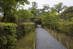 生垣ぞいの延段