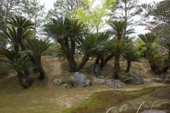 蘇鉄山