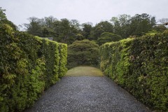 生垣に挟まれた道