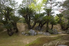 蘇鉄山