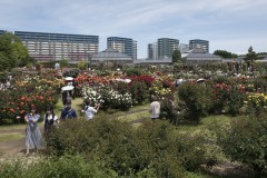 京成バラ園 マンションを背にした全景