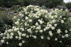 バラ 白い株の茂み