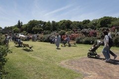 京成バラ園 芝生と園路