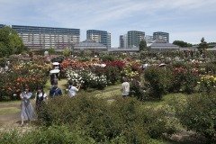 京成バラ園 マンションを背にした全景