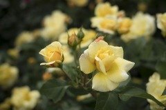 バラ 黄色の房咲き
