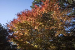 紅葉