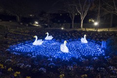 白鳥のイルミネーションと花壇