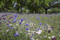 ヤグルマギクの花壇