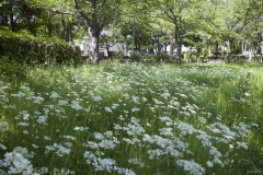 白い花の花壇