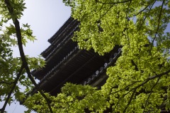 八坂の塔 新緑ごしの軒