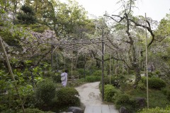 平安神宮 神苑 枝垂れ桜の棚