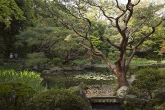 平安神宮 神苑 睡蓮の池と老木