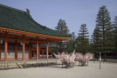平安神宮 社殿と枝垂れ桜