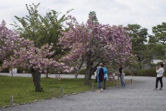 二条城 桜の園