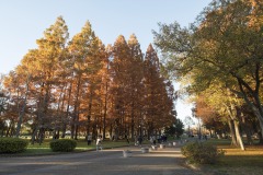 水元公園 メタセコイアの森