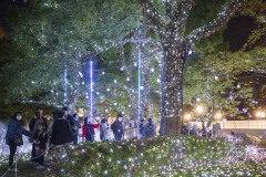 東京ミッドタウン イルミネーション 樹下に広がる光の粒