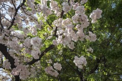 八重桜