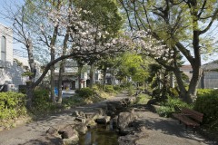 水路と桜