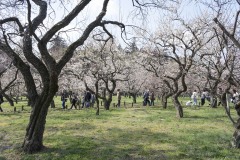 偕楽園 梅林と散策する人
