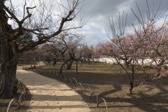 弘道館 梅林の園路