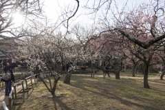 弘道館 逆光の梅林