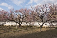弘道館 白壁を背にした紅梅