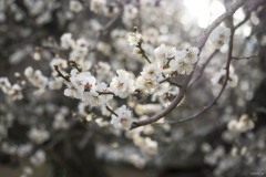 弘道館 白梅のアップ