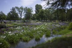 水元公園 水路沿いの菖蒲田
