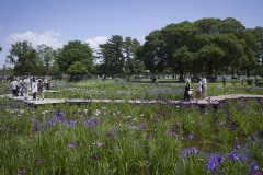 水元公園 木道を歩く人と菖蒲田