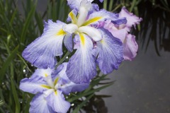 淡紫の花菖蒲