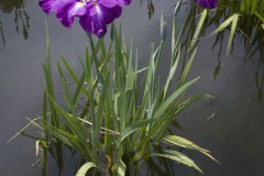 花菖蒲