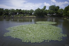 池一面に広がる睡蓮の葉