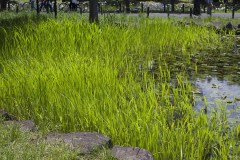 水辺の草
