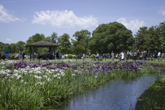水元公園 四阿のある菖蒲田