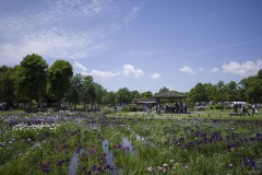 水元公園 菖蒲まつりの賑わい