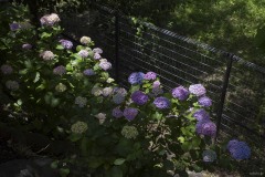 柵沿いの紫陽花