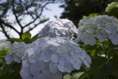 白い紫陽花のアップ