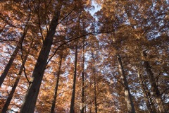 見上げた紅葉のメタセコイア
