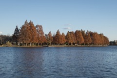 対岸にある埼玉県営みさと公園の紅葉したメタセコイア