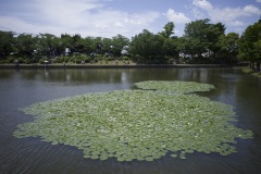 水元公園