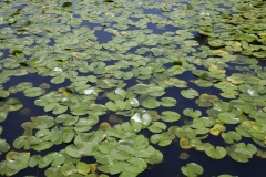 水元公園