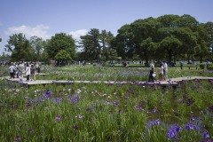 水元公園 木道を歩く人と菖蒲田