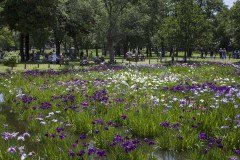 水元公園 木立の下の菖蒲田