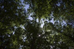 見上げた新緑のメタセコイア