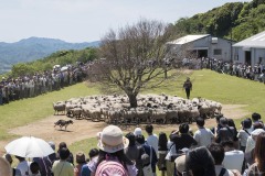 ひつじの大行進