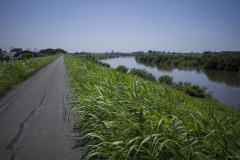 江戸川 土手の道