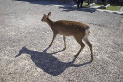 影を落として歩く鹿