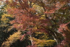 成田山公園 見上げた紅葉