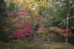 成田山公園 木立の中の紅葉