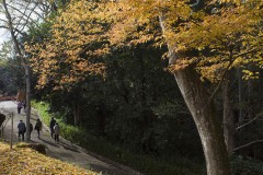 成田山公園 銀杏の落葉と園路